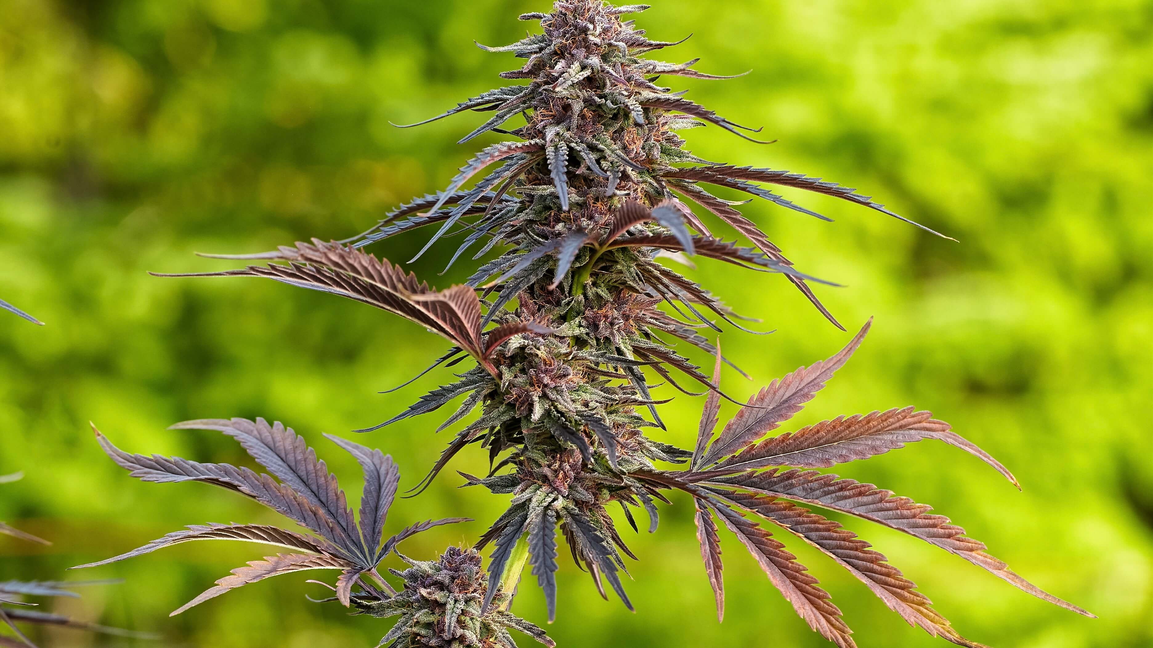 flowering cannabis plant, berry white strain
