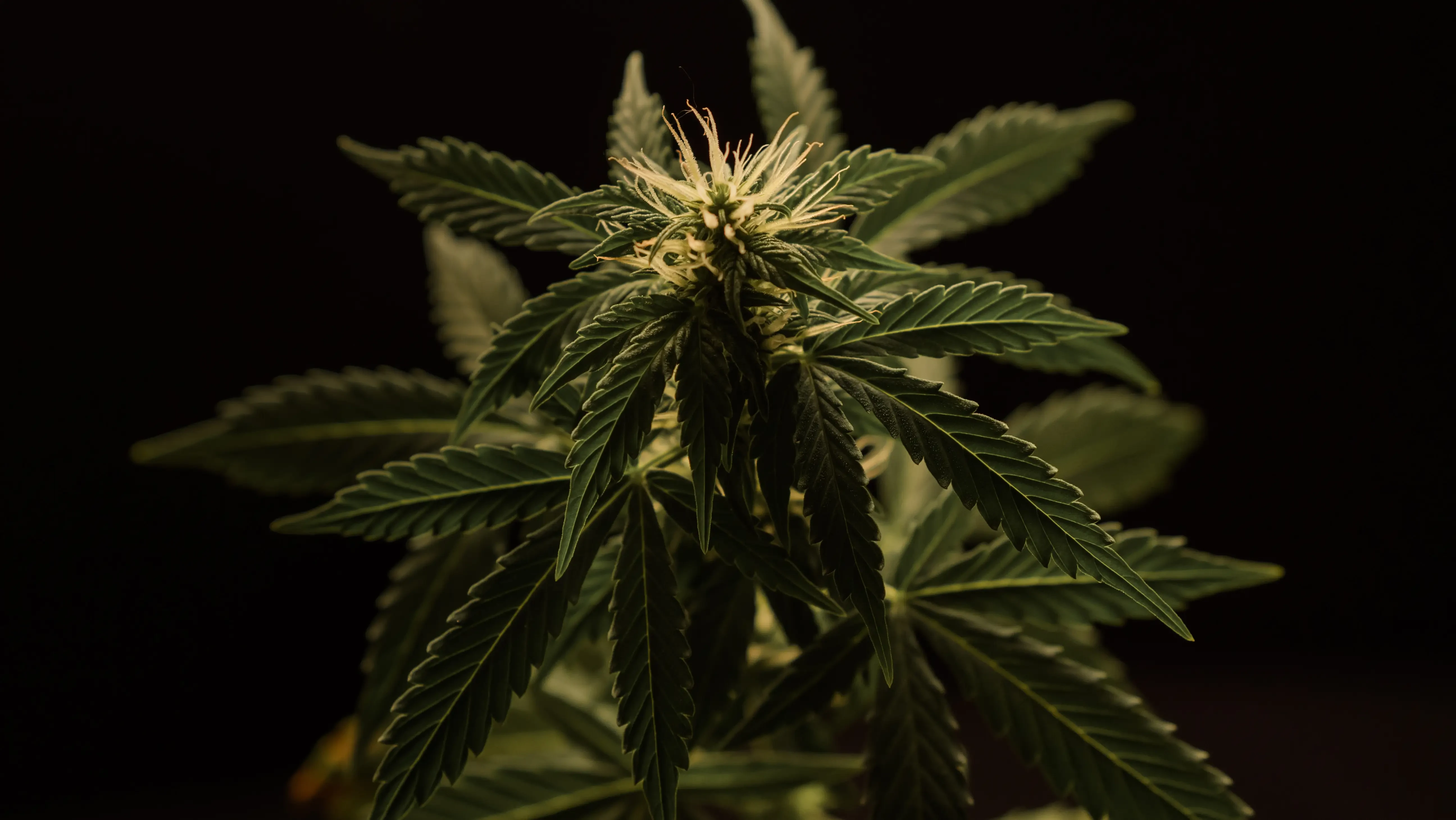 dark photo of cannabis plant