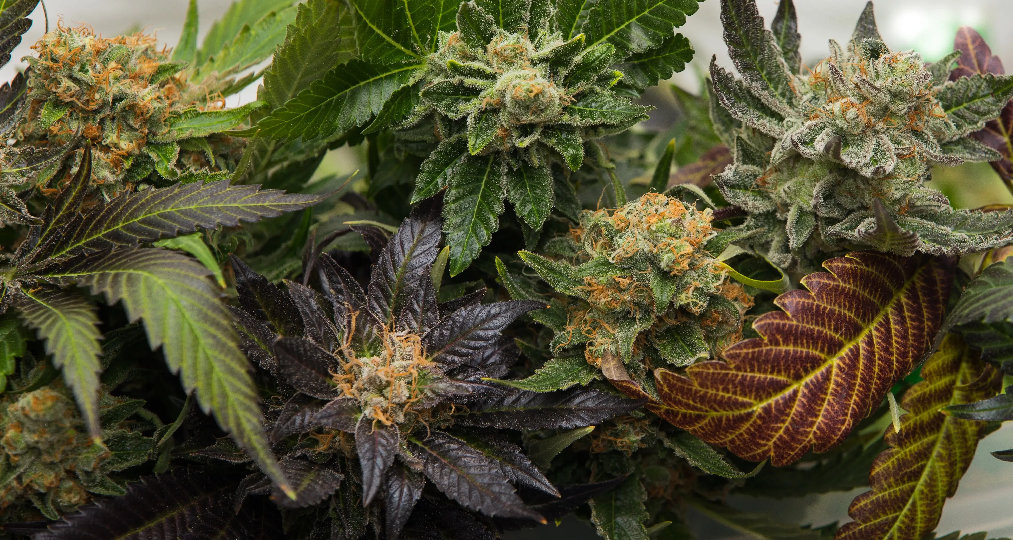 different cannabis plants