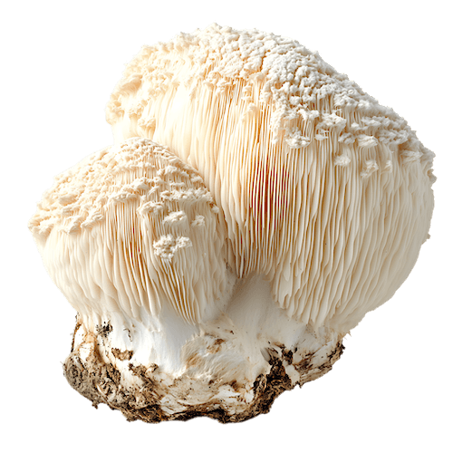 lions mane