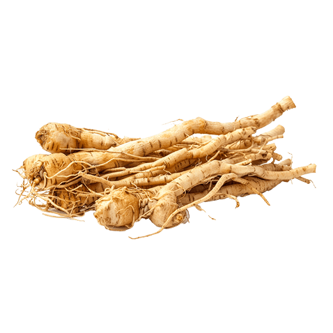 siberian gingseng